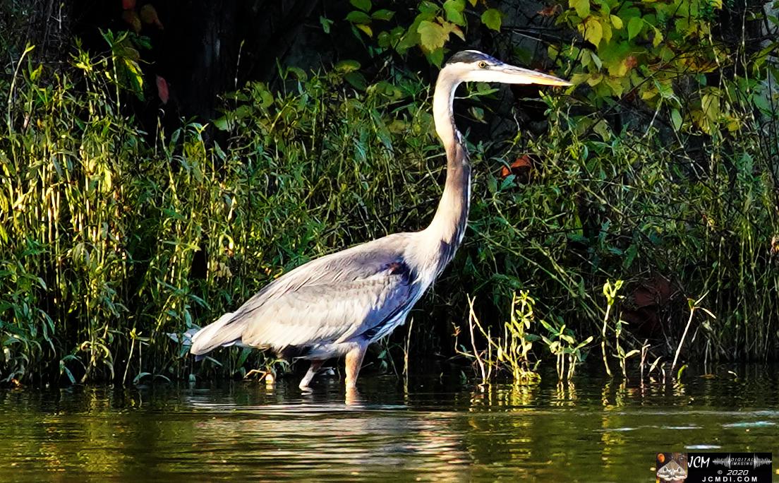 20201030 Old Hickory Lake TN Pelicans